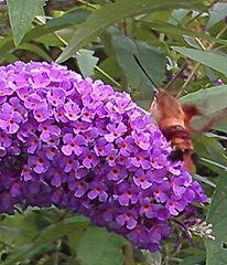 butterfly bush w hummingbird moth 8.2013