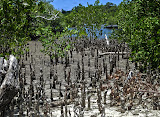 I thought this was really cool: the remnants of mangrove roots at a mangrove swamp on Ile Saint Marie. Madagascar6 - 048.jpg