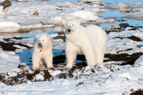 A female polar bear and her cub snack on kelp on the shores of Hudson Bay while waiting for the sea ice to form in the fall. Such foods may fill bellies, but don&rsquo;t meet the bears&rsquo; nutritional needs. Photo: Daniel J. Cox / Natural Exposures