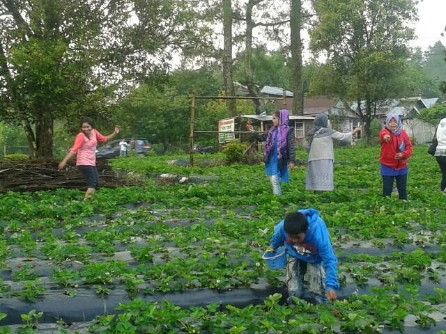 kebun stroberi malino kebun stroberi malino