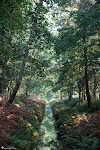 Forrest water
