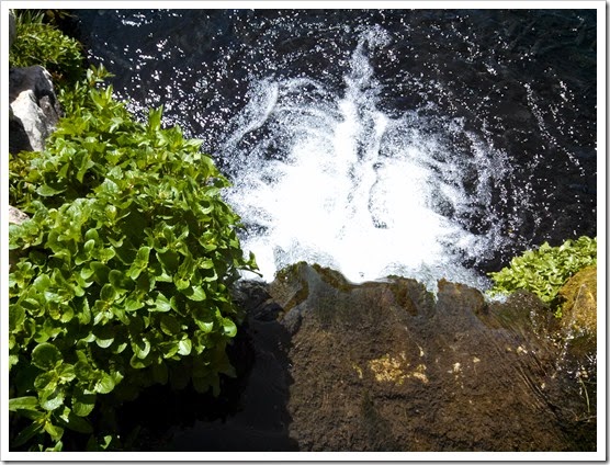 Fishy waterfall