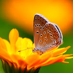 0_47722_b384f0ab_XL.jpg