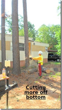 Cutting tree-hanging-by-ropes