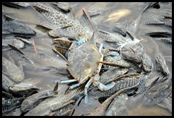 05b - Fish Kill - Crab