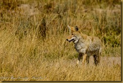  Coyote (Canis latrans)