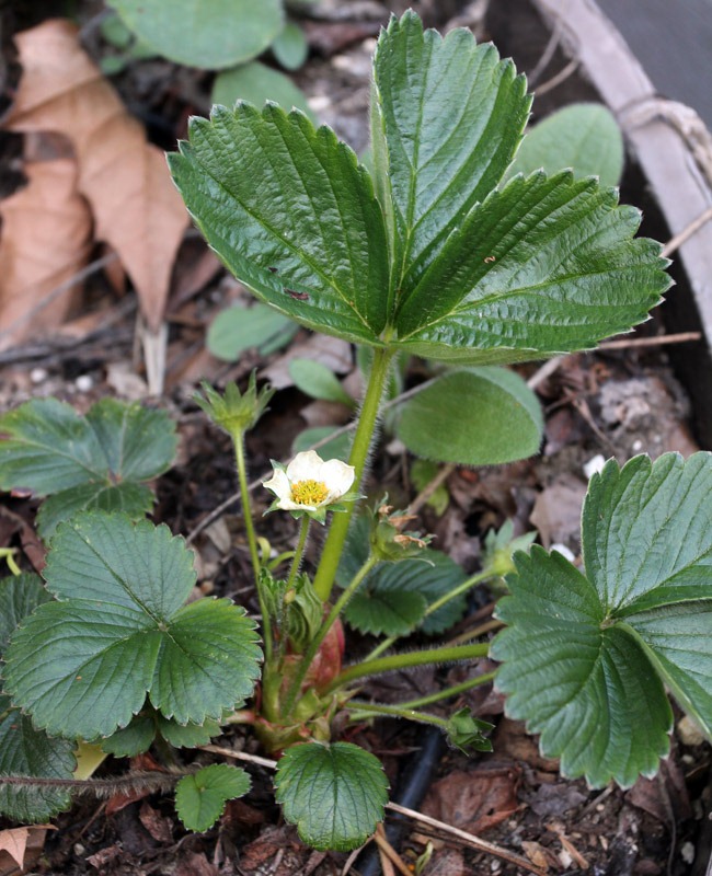 [120406_strawberry%255B6%255D.jpg]