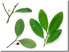 cocaina naturales cocaina naturales