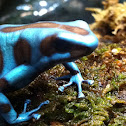 Poison Dart Frog