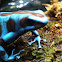 Poison Dart Frog