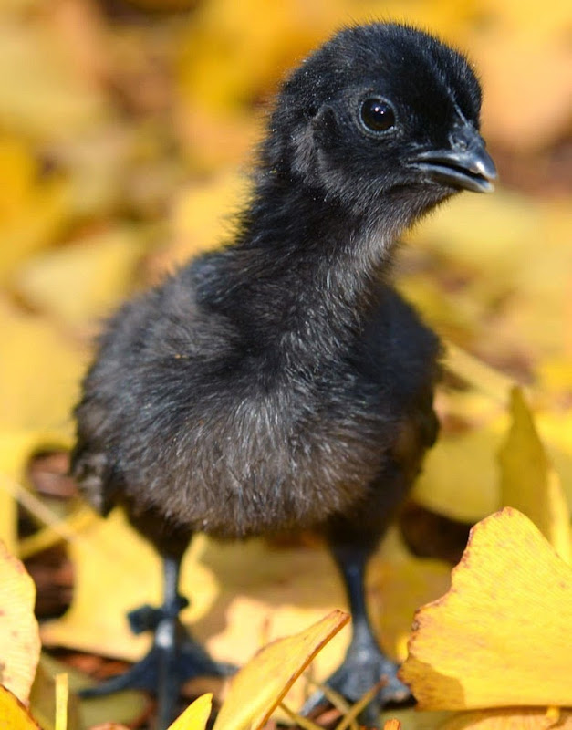 بالصور «دجاج لامبورغيني» الدجاج الأسود .. أغلى وألذ الدواجن في العالم Ayam-cemani-6%25255B2%25255D