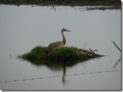 Sandhill crane on nest