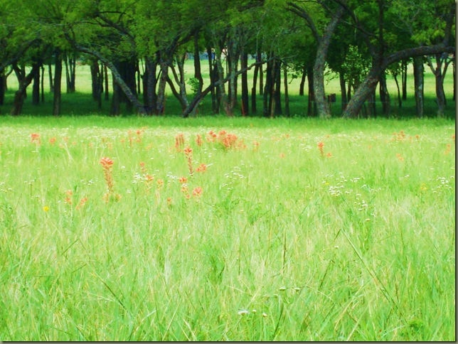 mowing 012 mowing 012