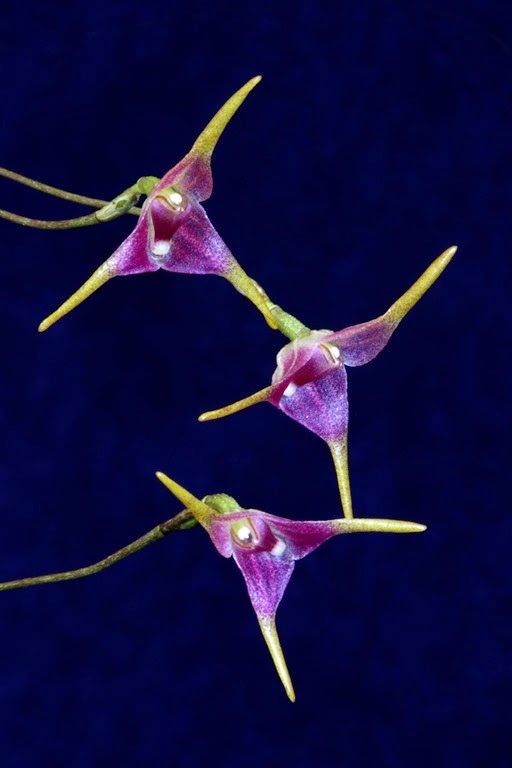 [ORQ-Porroglossum-meridionale5.jpg]