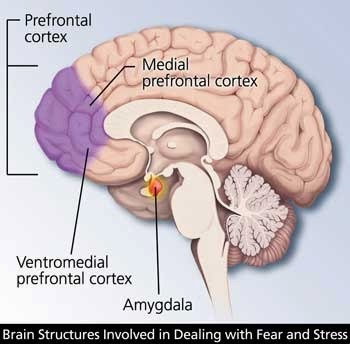 [amygdala-prefrontal-cortex%255B4%255D.jpg]