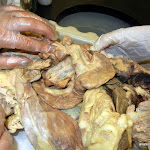 cecum.JPG