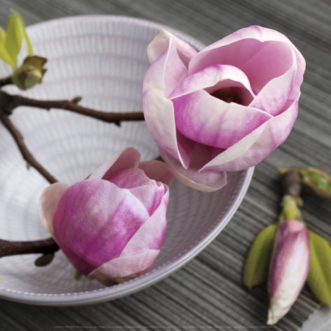 [catherine-beyler-magnolia-on-a-bowl%255B3%255D.jpg]