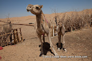 Al Hijla Bedouin Village, Marib