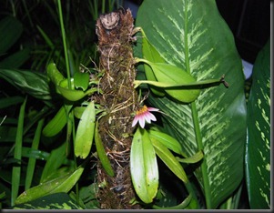 Bulbophyllum flabellum-veneris (Pahang