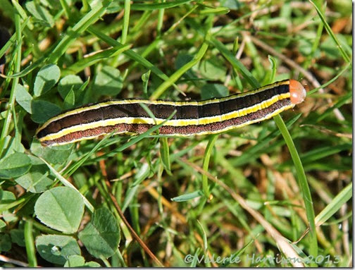 25-broom-moth-caterpillar