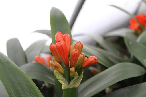 The flowers are arranged in umbels, or clusters, upon a single long stalk called a peduncle.