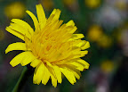 Wild flower!