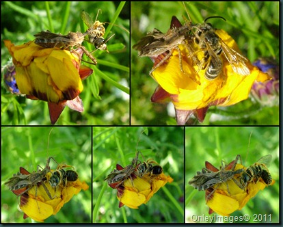 assassain bug collage