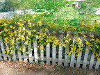 Gelsemium sempervirens, or yellow jessamine, winding around and over the top of a picket fence.