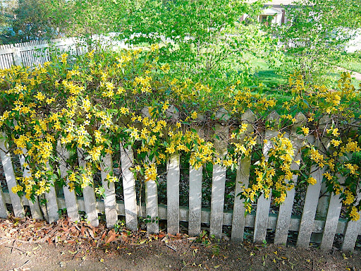 Gelsemium sempervirens, or yellow jessamine, winding around and over the top of a picket fence.