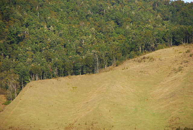 Deforestation in Newzealand (South Island: Tasman, Westcoast), 3 May 2011. Photo: Martin Wegmann
