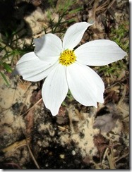 IMG_9015a IMG_9015a