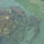 Tiburones del Acuario