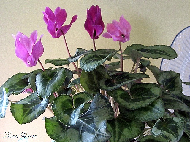 [Cyclamen2%255B8%255D.jpg]
