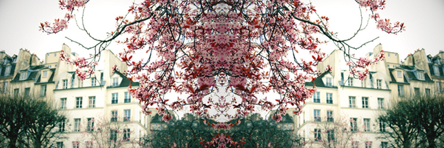 flor linda flor linda