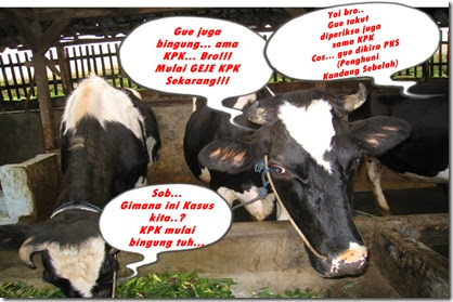 kasus sapi kasus sapi