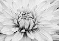 High Key Dahlia