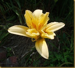 flowers in yard