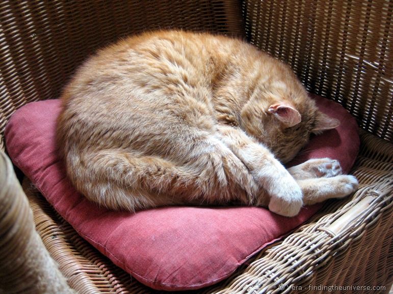Cat hiding face behind paw