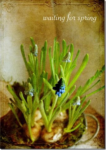 spring spring