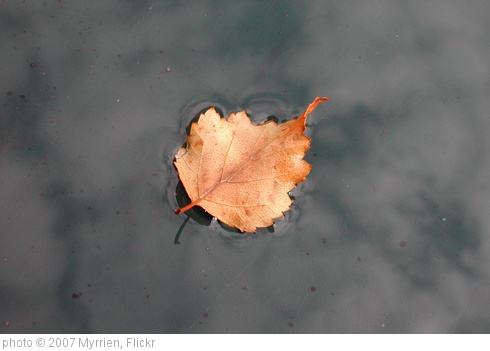 'Autumn Leaf' photo (c) 2007, Myrrien - license: http://creativecommons.org/licenses/by-nd/2.0/