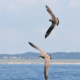 Parasitic jaeger harassing a juvenile herring gull