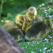 pile of goslings one.jpg