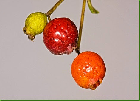Rose Myrtle 1 Rose Myrtle 1