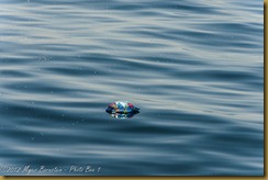 Mylar Ballon Floating in Ocean