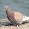 IMG_9364signée.jpg