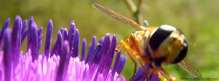 Bee-on-blue-flower