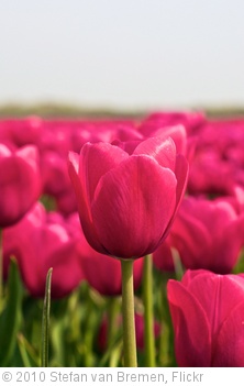 'Tulip' photo (c) 2010, Stefan van Bremen - license: http://creativecommons.org/licenses/by-nd/2.0/