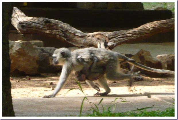 Thornybush-Game-Lodge-Hoedspruit-África-do-Sul-Reserva-Hotel-Macaco-Filhote Thornybush-Game-Lodge-Hoedspruit-África-do-Sul-Reserva-Hotel-Macaco-Filhote