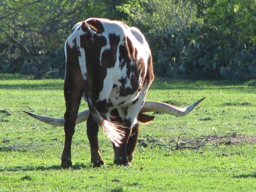 [LongHorn%255B7%255D.jpg]