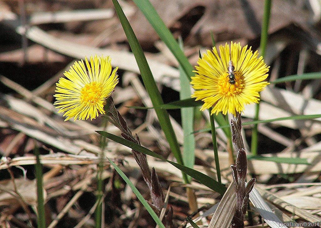 [OMC_Coltsfoot_2014%255B7%255D.jpg]